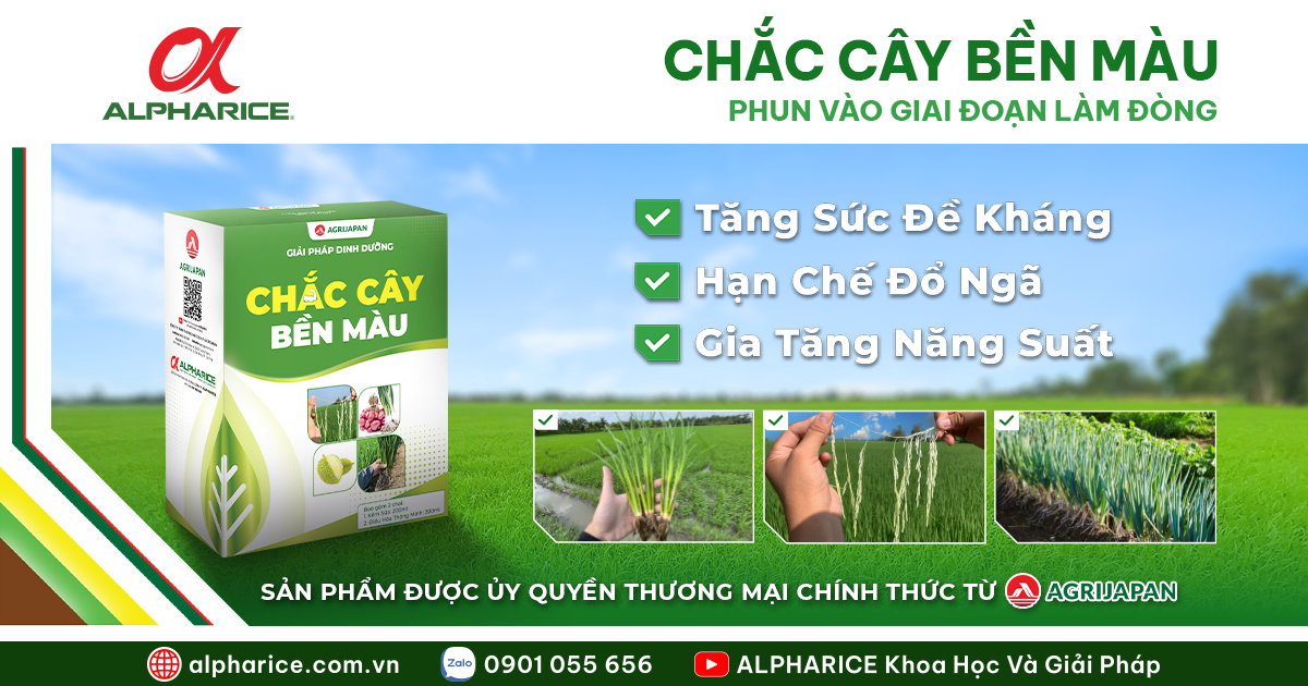 CHẮC CÂY BỀN MÀU