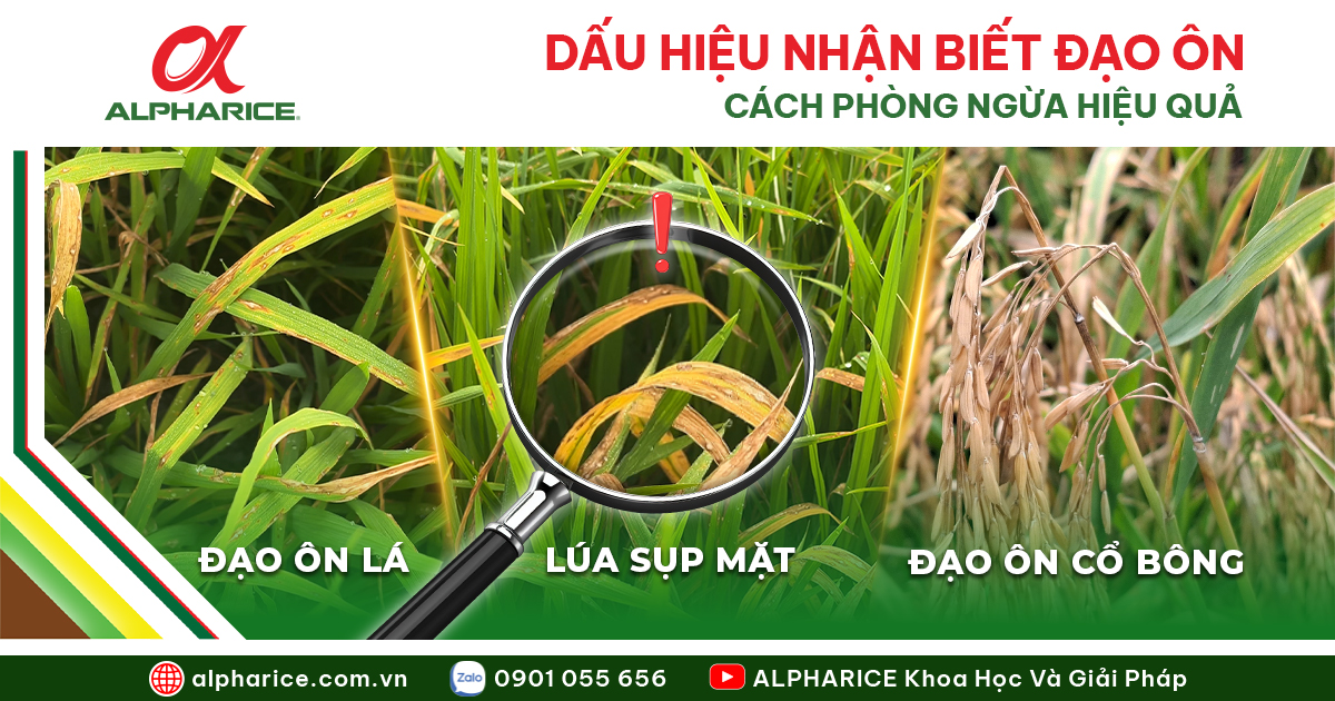 Bệnh Đạo Ôn Trên Lúa Hè Thu, Dấu Hiệu Nhận Biết và Cách Phòng Trị