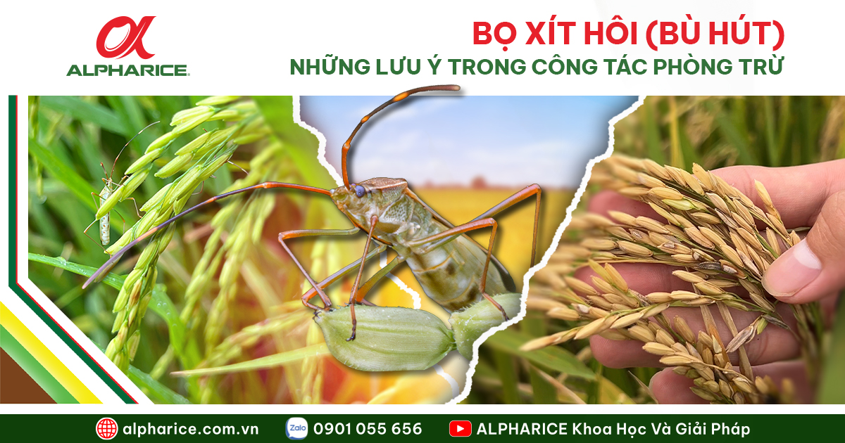Bọ xít hôi