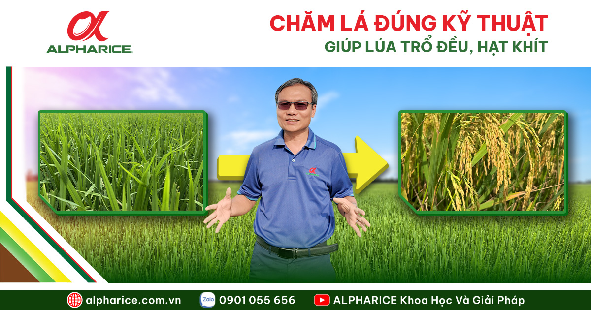 CHĂM LÁ ĐÚNG KỸ THUẬT WEBSITE