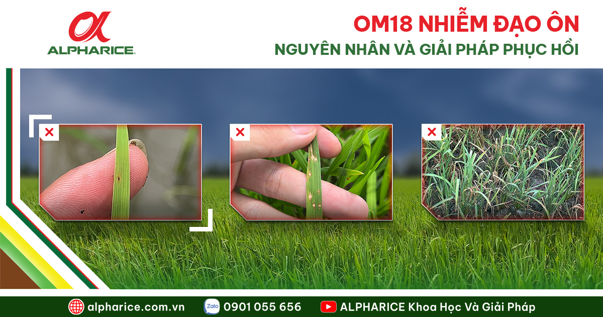 ĐẠO ÔN LÚA OM18: NGUYÊN NHÂN VÀ CÁCH XỬ LÝ HIỆU QUẢ