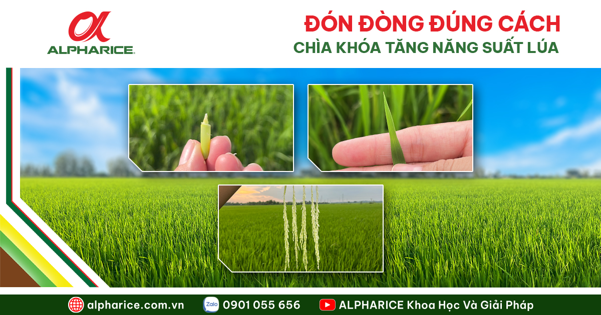 đón đòng đúng cách năng suất cao