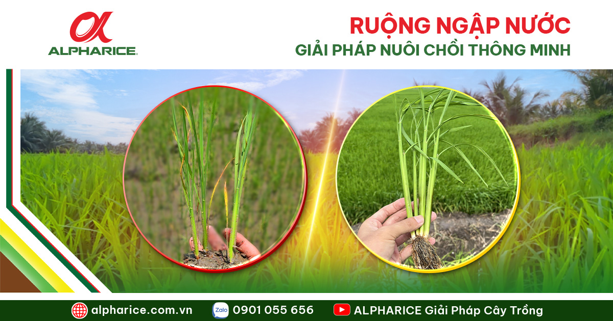 Nuôi chồi thông minh Website