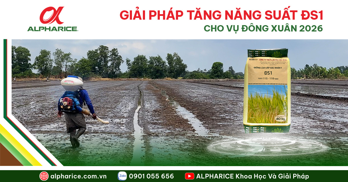 GIẢI PHÁP TĂNG NĂNG SUẤT ĐS1 VỤ ĐÔNG XUÂN 2026