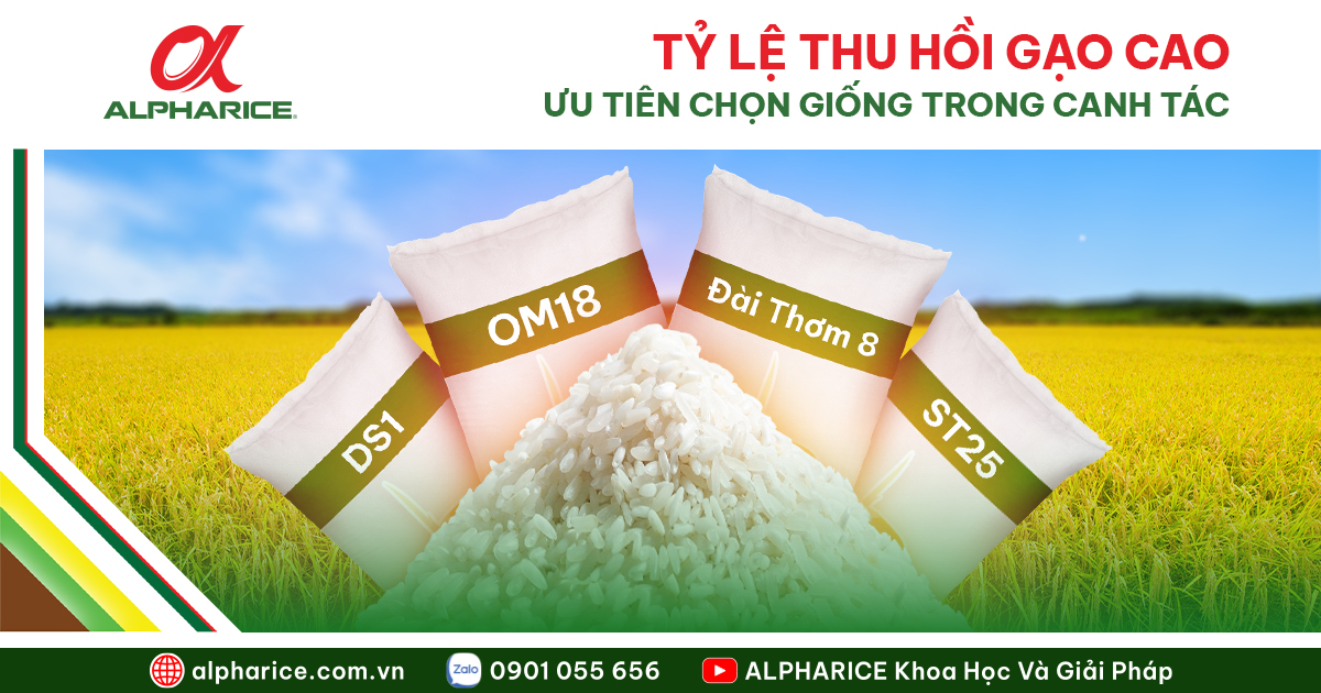 Ảnh chính Website