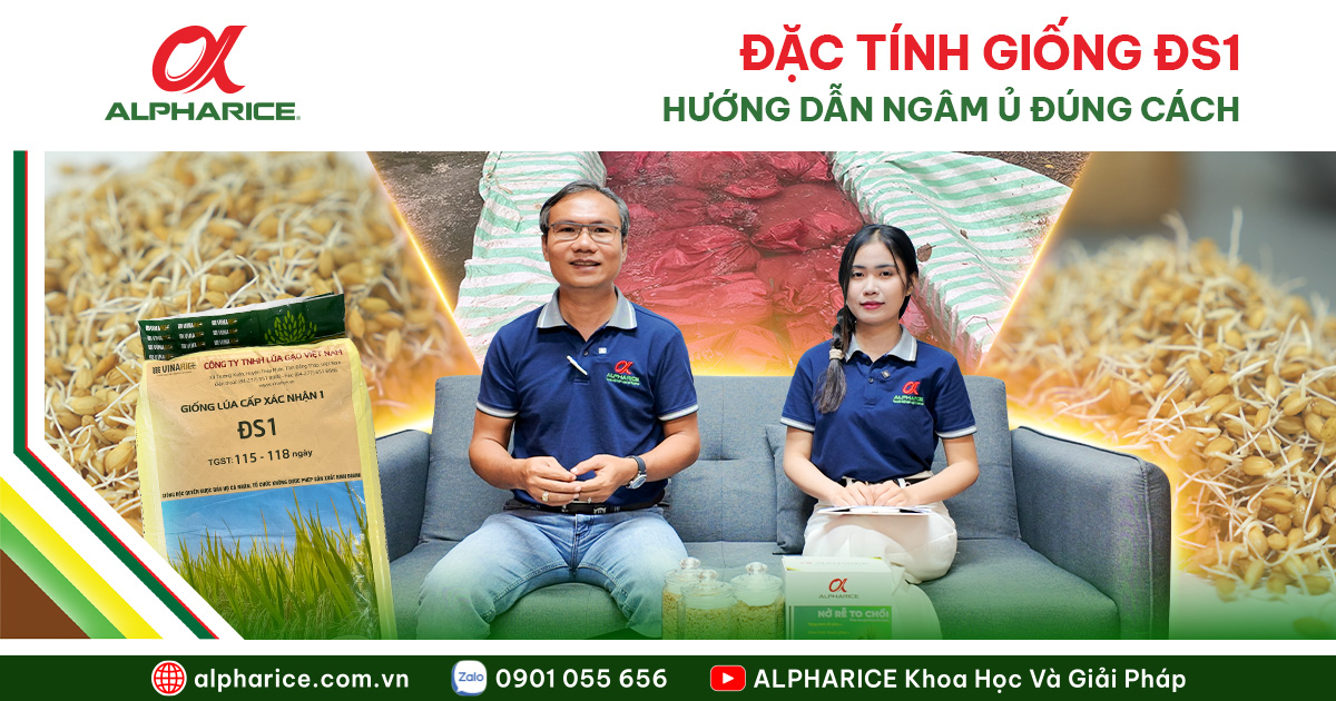 KỸ THUẬT NGÂM Ủ VÀ CHĂM SÓC GIỐNG LÚA ĐS1 ĐÚNG CHUẨN