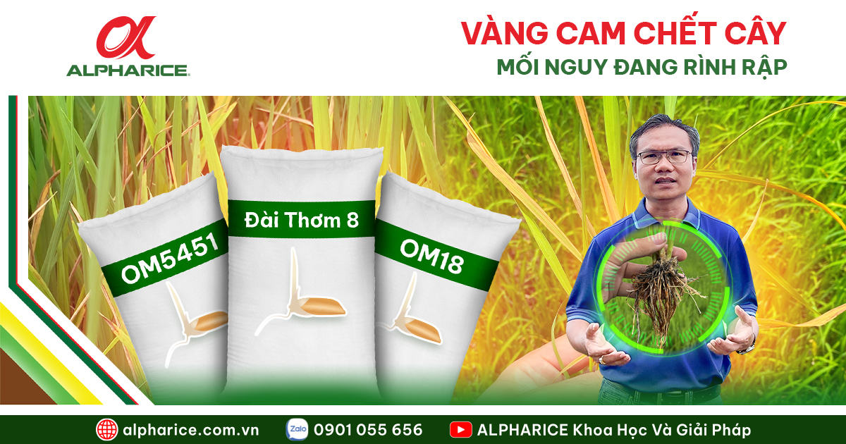vàng cam chết cây