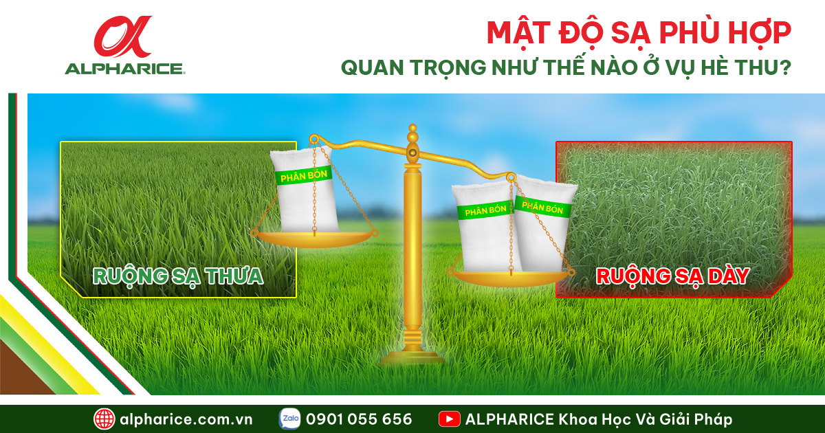 MẬT ĐỘ SẠ LÚA HÈ THU GIÚP TIẾT KIỆM PHÂN, CHỐNG ĐỔ NGÃ