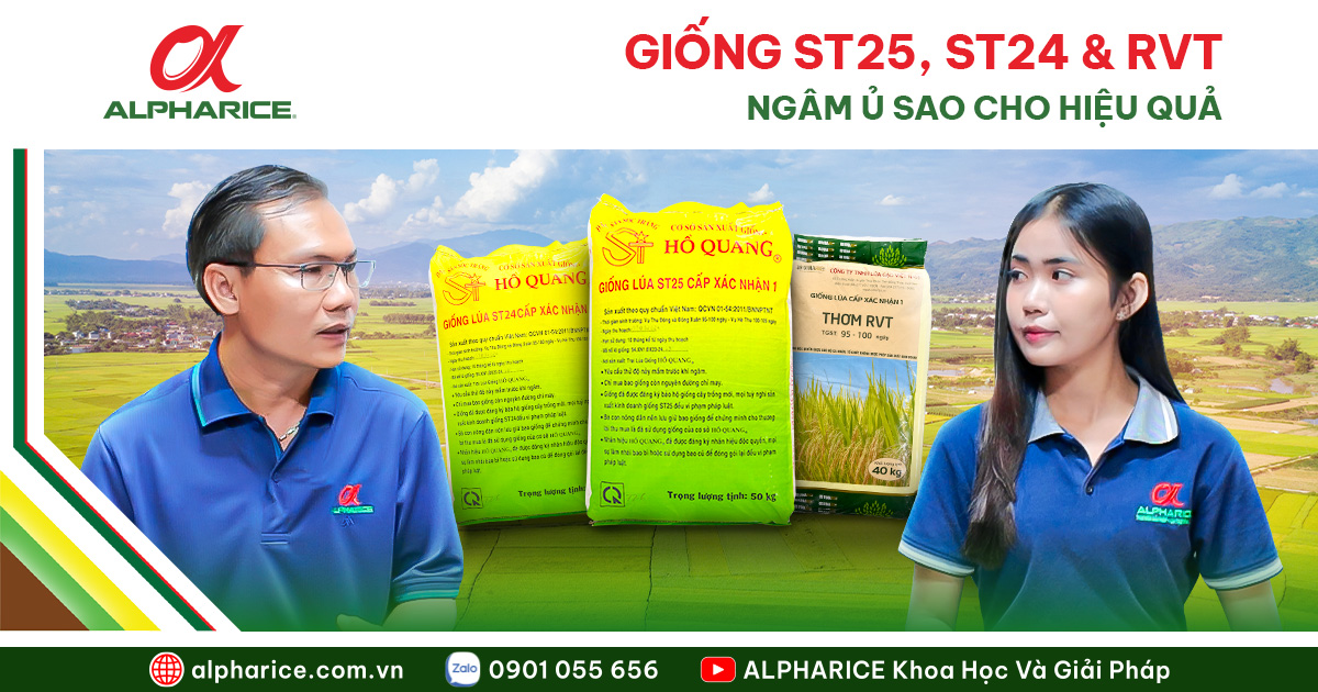 NGÂM Ủ LÚA ST24, ST25, RVT HIỆU QUẢ CHO VỤ ĐÔNG XUÂN