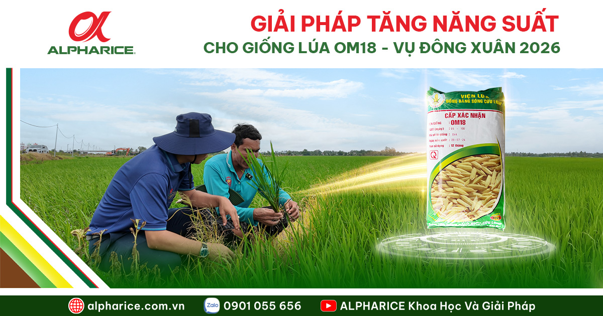 OM18 VỤ ĐÔNG XUÂN: ƯU NHƯỢC ĐIỂM & GIẢI PHÁP TĂNG NĂNG SUẤT
