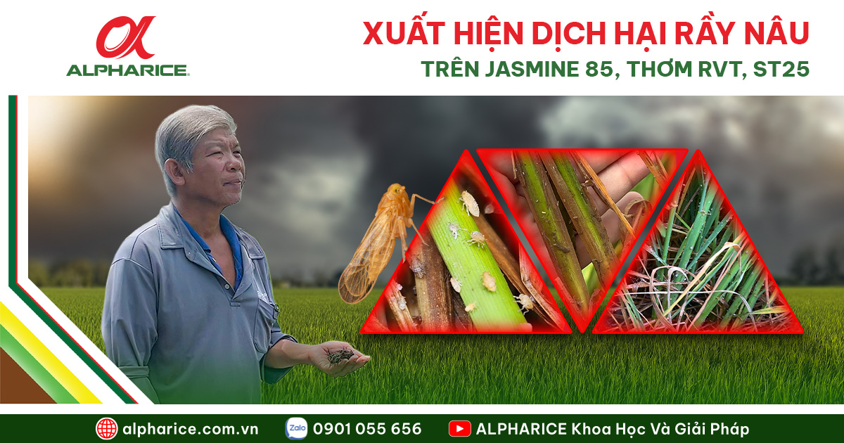 ảnh chính w