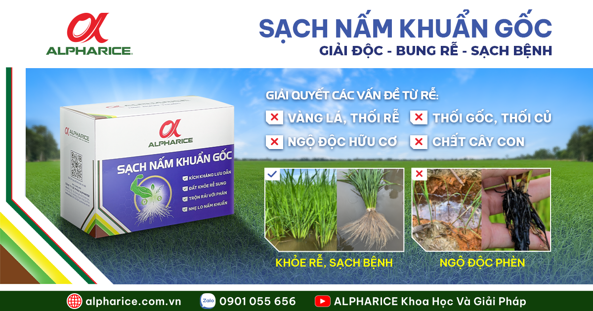 SẠCH NẤM KHUẨN GỐC - GIẢI PHÁP CHO LÚA TRÊN ĐẤT PHÈN