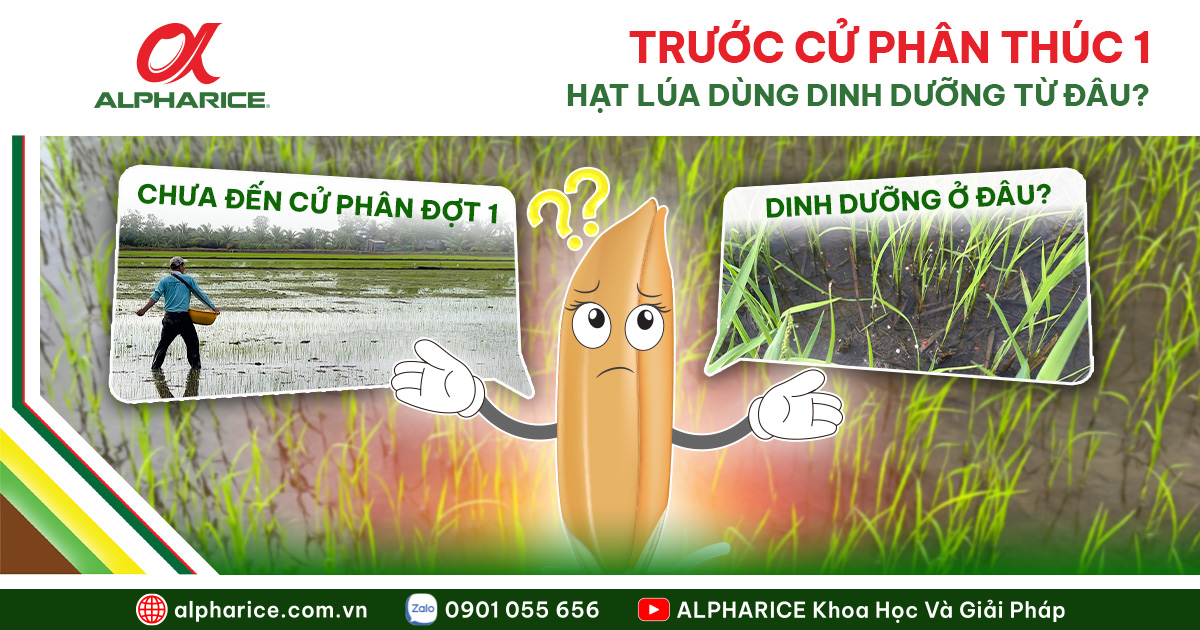 Trước cử phân thúc đợt 1
