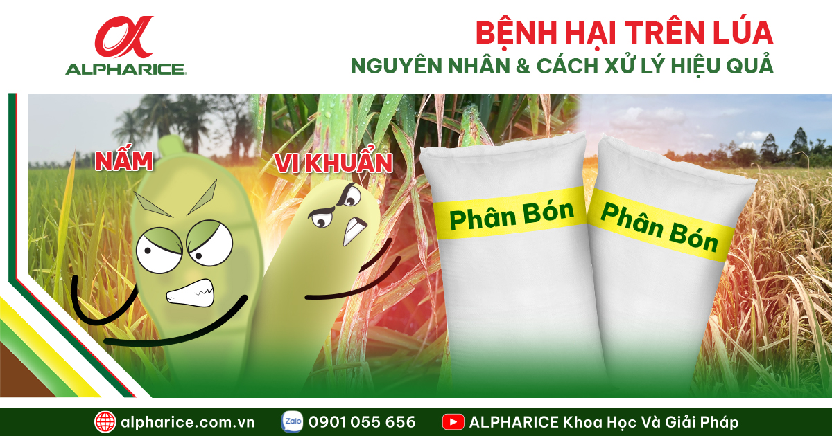 Bệnh hại trên lúa website