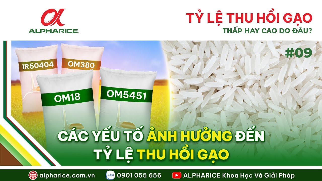 GIỐNG LÚA GÌ DỄ BÁN? YẾU TỐ ẢNH HƯỞNG NĂNG SUẤT VÀ TỶ LỆ THU HỒI GẠO LÚA OM18, OM5451