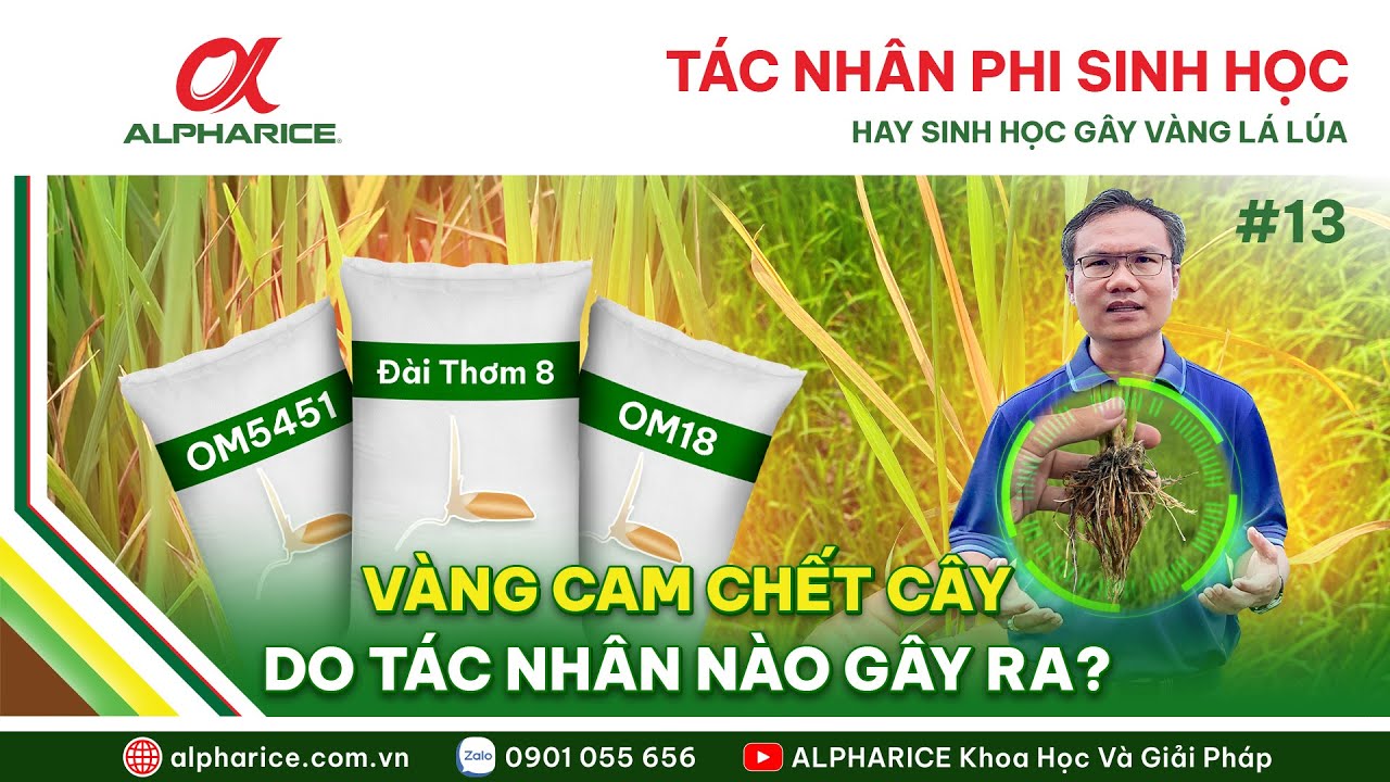 TÁC NHÂN PHI SINH HỌC HAY SINH HỌC GÂY VÀNG LÁ LÚA. VÀNG CAM CHẾT CÂY DO TÁC NHÂN NÀO?