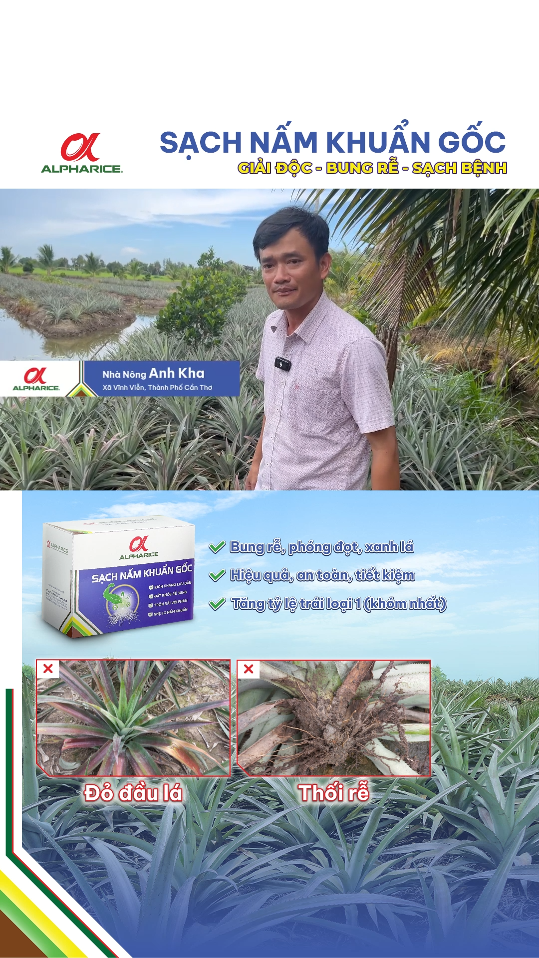 GIẢI PHÁP GIÚP KHÓM RA ĐỌT MỚI, XANH LÁ