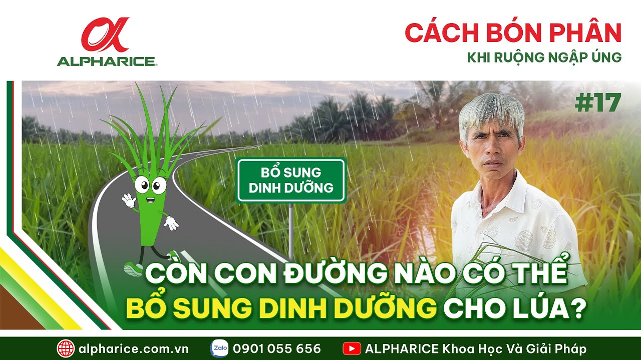 RUỘNG NGẬP ÚNG BÓN PHÂN NHƯ NÀO HIỆU QUẢ. CON ĐƯỜNG NÀO BỔ SUNG THÊM DINH DƯỠNG CHO LÚA