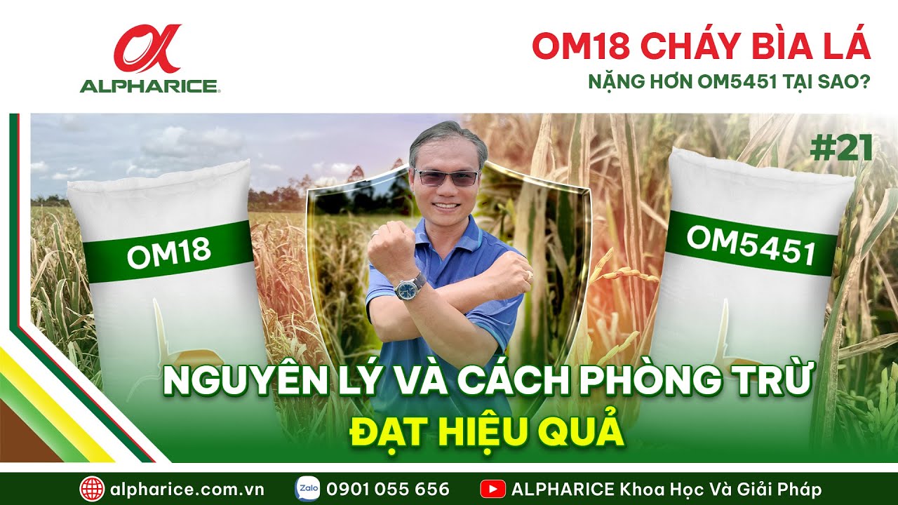 TẠI SAO OM18 CHÁY BÌA LÁ HƠN OM5451? NGUYÊN LÝ VÀ CÁCH PHÒNG TRỪ HIỆU QUẢ | ALPHARICE