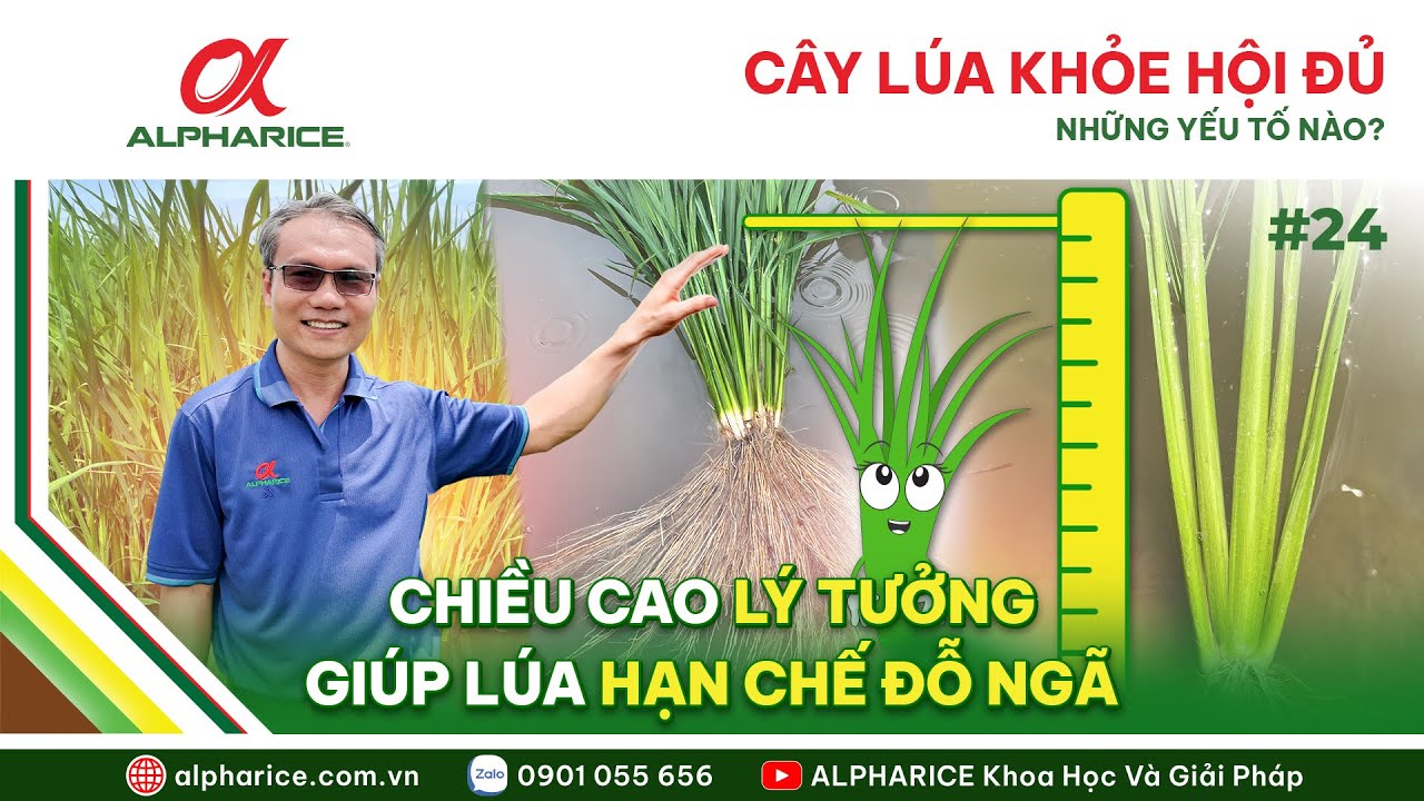 CÂY LÚA TỐT HỘI ĐỦ YẾU TỐ NÀO? TỶ LỆ CÂN ĐỐI, CHIỀU CAO LÝ TƯỞNG GIÚP HẠN CHẾ ĐỔ NGÃ | ALPHARICE