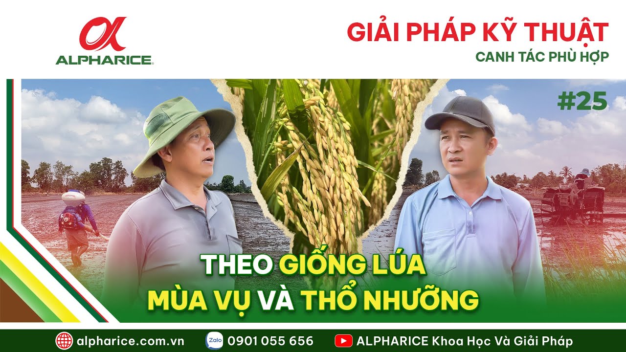GIẢI PHÁP KỸ THUẬT CANH TÁC PHÙ HỢP THEO GIỐNG LÚA, MÙA VỤ VÀ THỔ NHƯỠNG | ALPHARICE