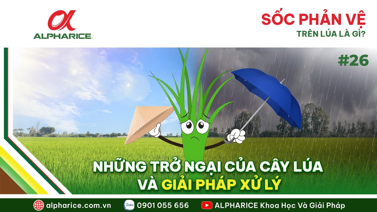 SỐC PHẢN VỆ TRÊN LÚA LÀ GÌ? NHỮNG TRỞ NGẠI CHO CÂY LÚA VÀ GIẢI PHÁP XỬ LÝ | ALPHARICE