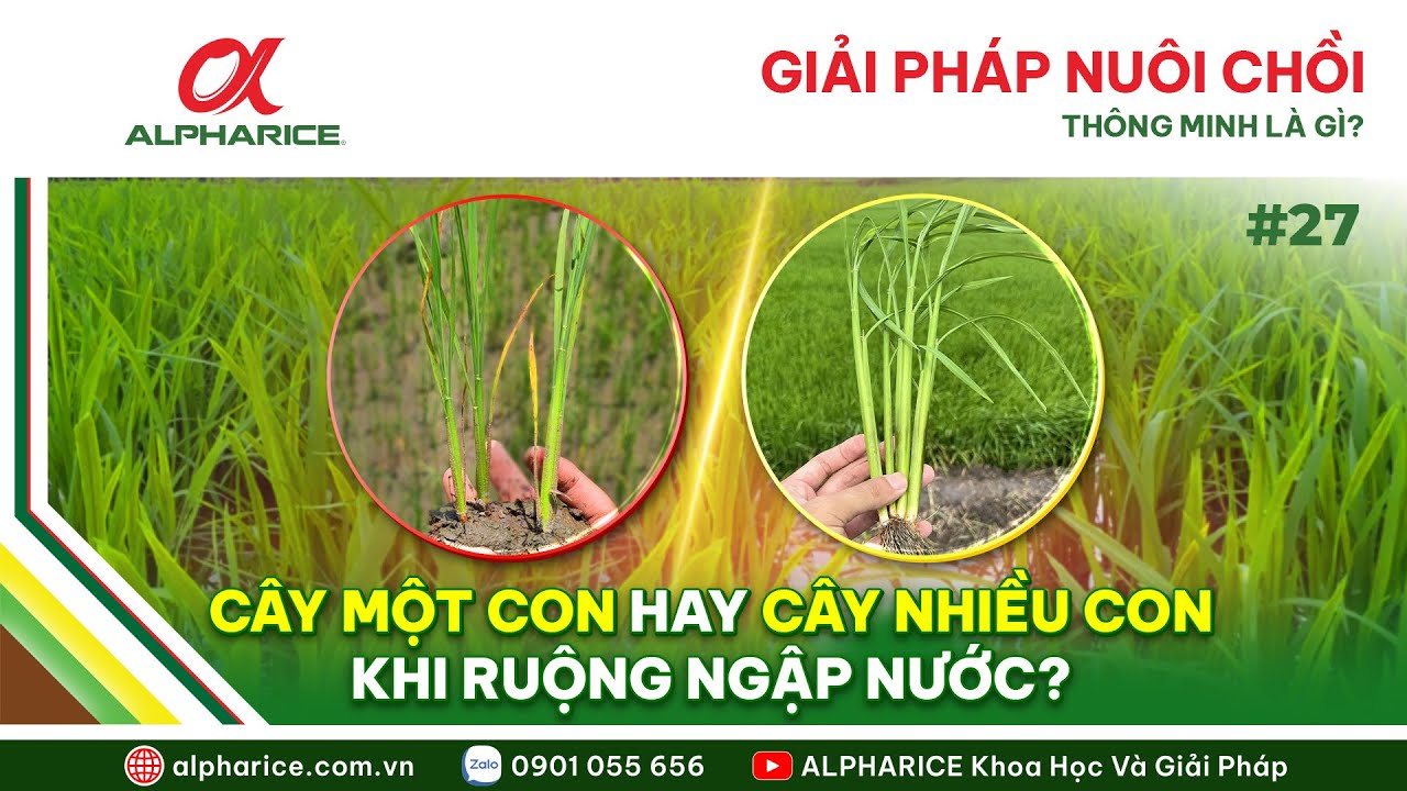 GIẢI PHÁP NUÔI CHỒI THÔNG MINH. CÂY MỘT CON HAY CÂY NHIỀU CON KHI RUỘNG NGẬP NƯỚC | ALPHARICE