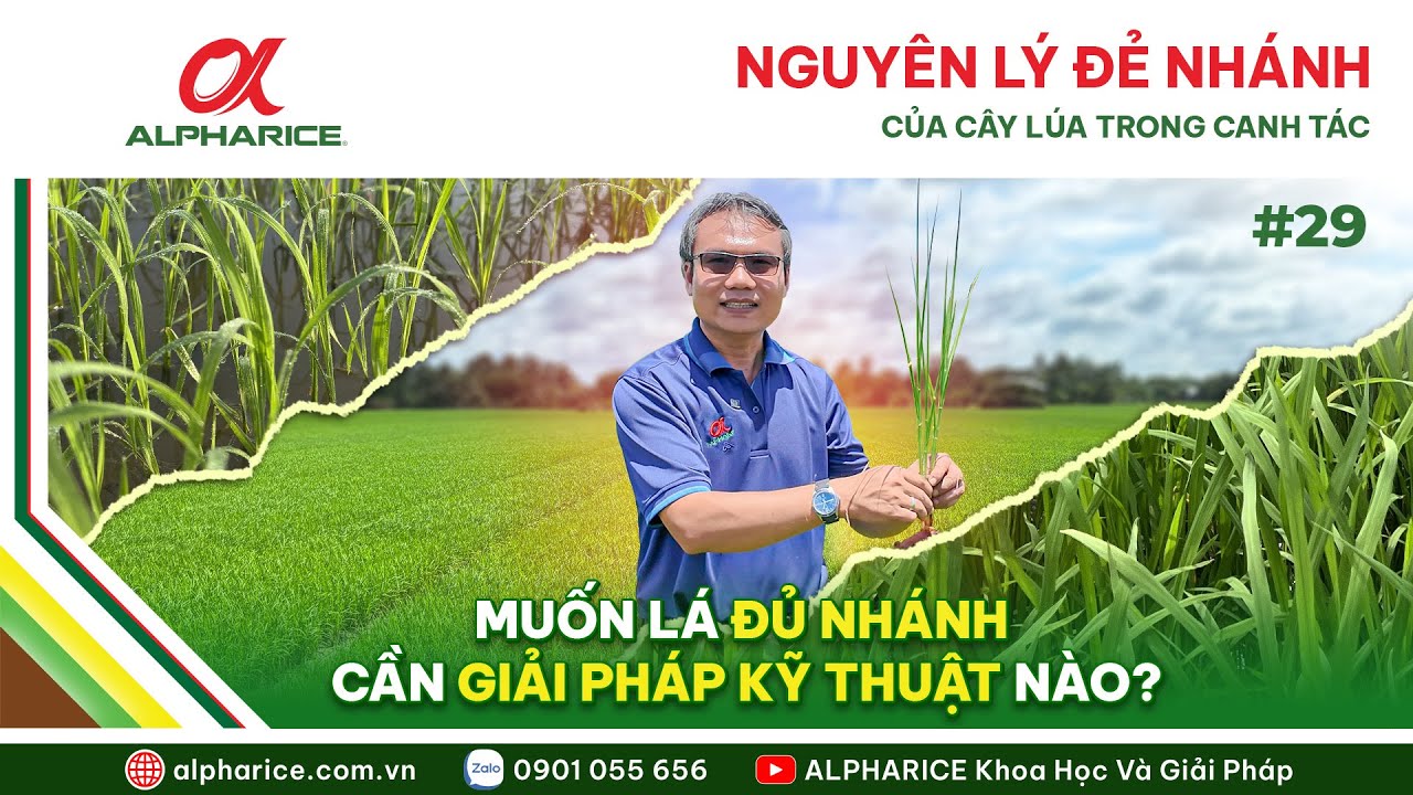 NGUYÊN LÝ ĐẺ NHÁNH CỦA CÂY LÚA TRONG CANH TÁC. MUỐN LÁ ĐỦ NHÁNH CẦN GIẢI PHÁP KỸ THUẬT NÀO?