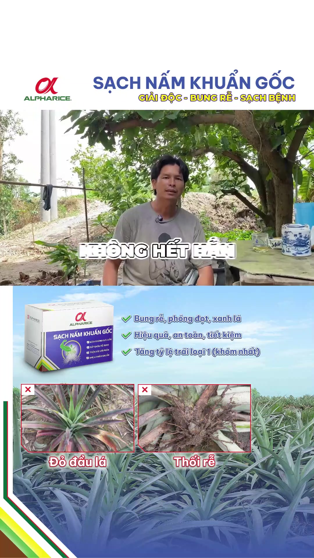 Không còn lo khóm bị trái nhỏ, không đạt năng suất