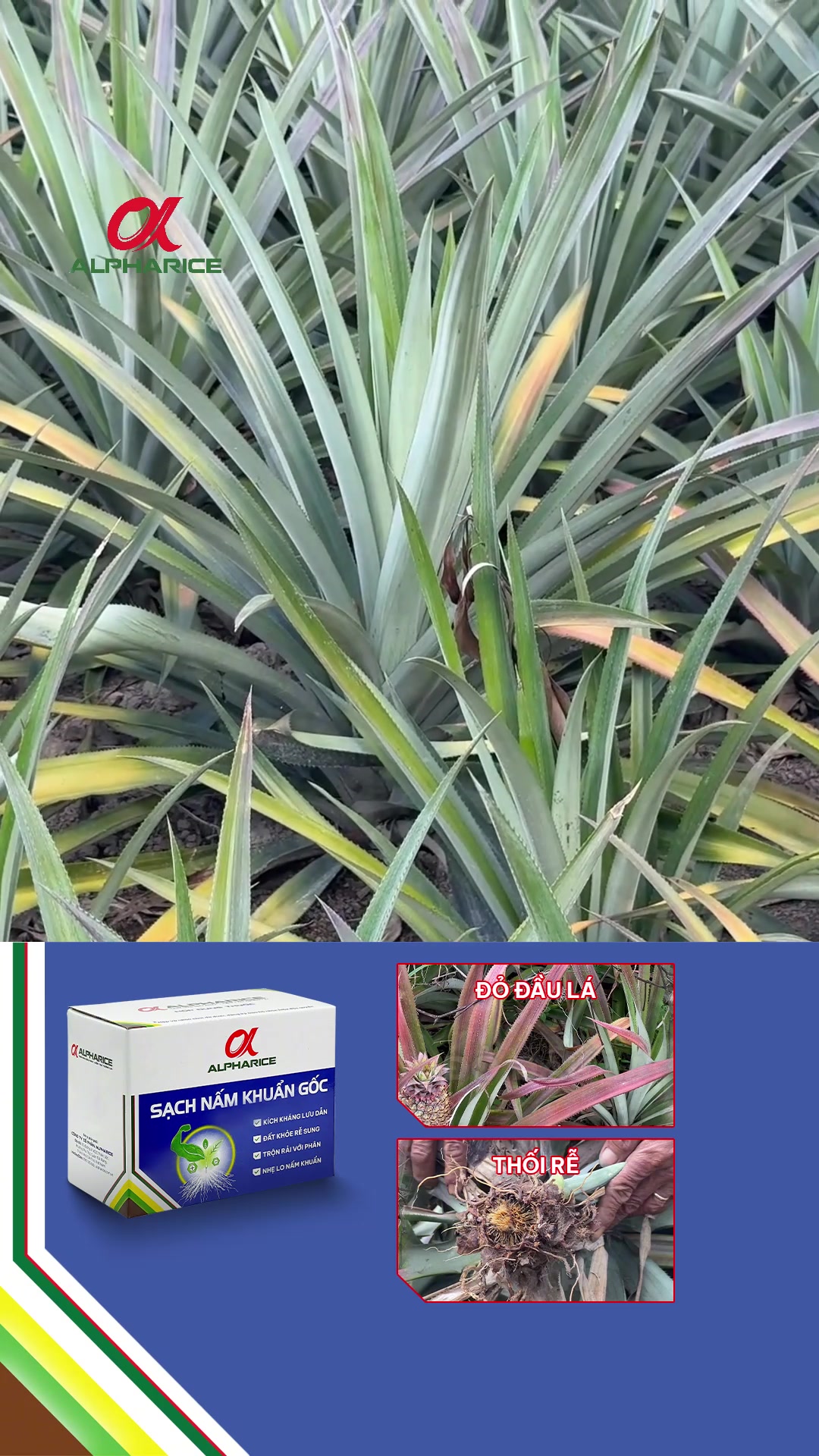 Rễ lá vàng trên khóm. phun phòng từ sớm