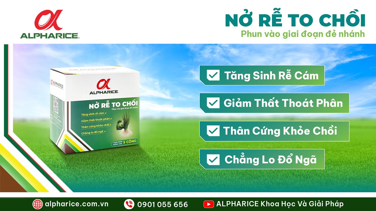 NỞ RỄ TO CHỒI giải pháp giúp lúa bung rễ mạnh giảm thất thoát phân