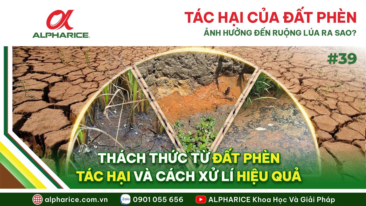 THÁCH THỨC TỪ ĐẤT PHÈN - TÁC HẠI VÀ CÁCH XỬ LÝ HIỆU QUẢ