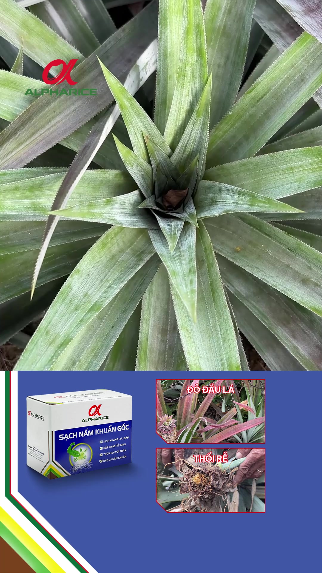 Rễ khóm bị thối đen, lá đỏ nhưng nay đã có cách giải quyết