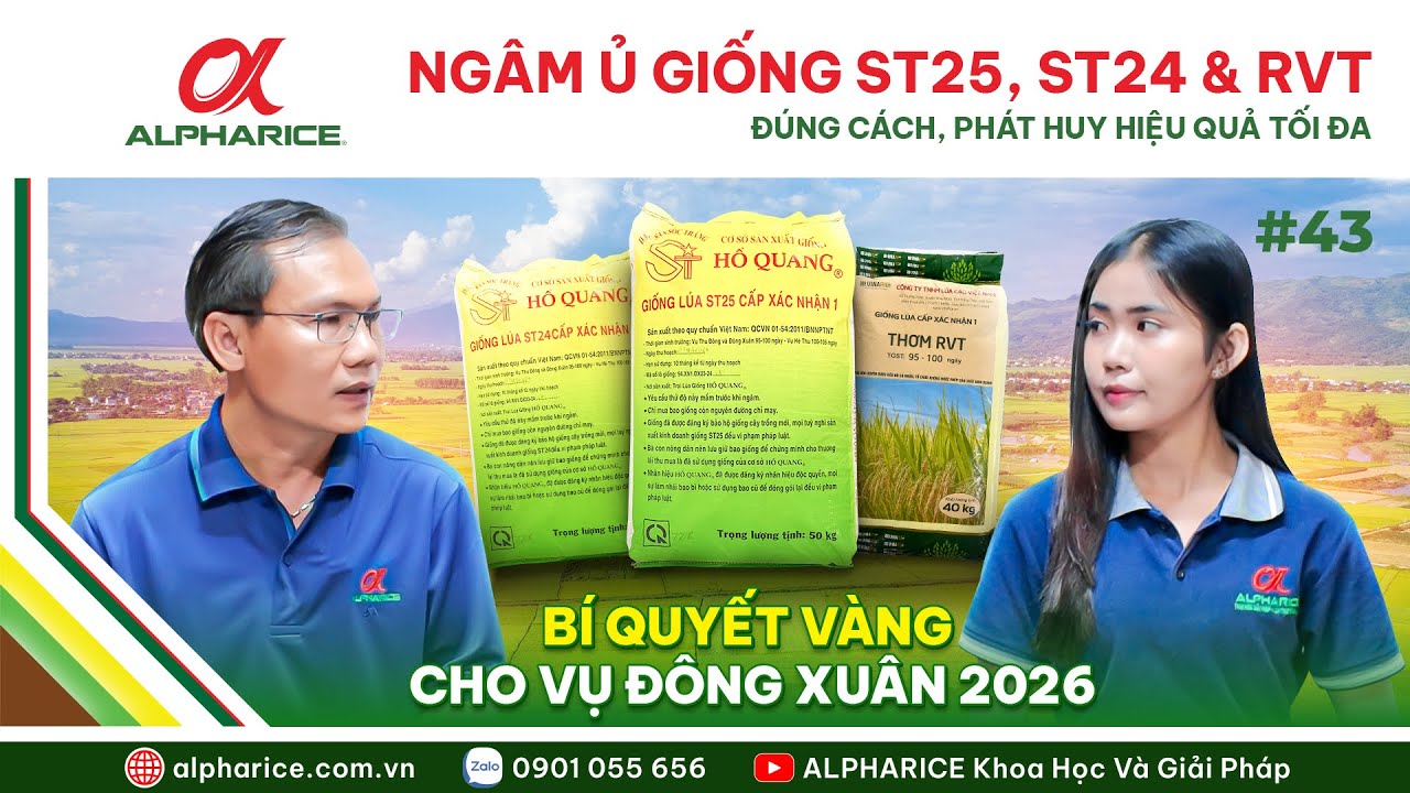 KỸ THUẬT NGÂM Ủ GIỐNG ST25, ST24 & RVT HIỆU QUẢ - BÍ QUYẾT "KHỞI ĐẦU SUÔN SẺ, GIỮ VỮNG NĂNG SUẤT"