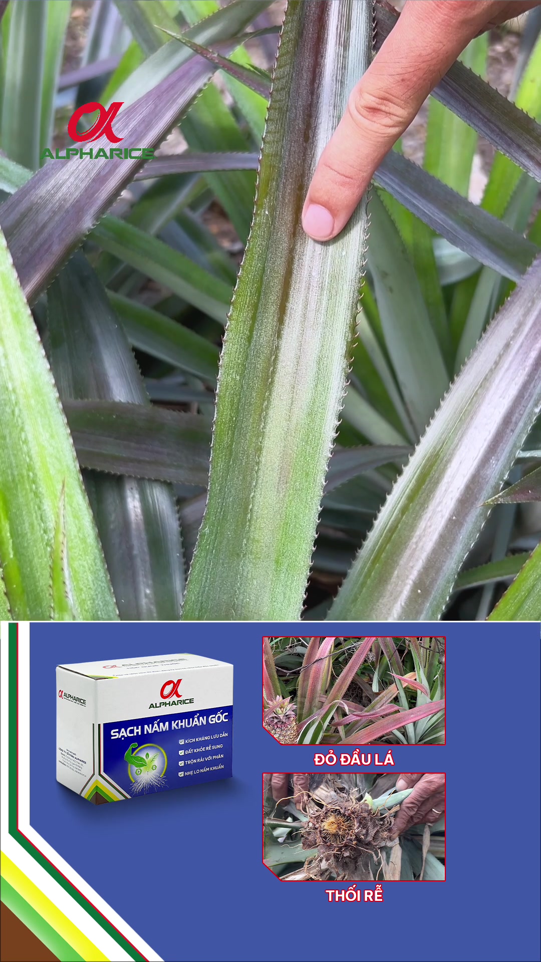 Cứu bệnh lá đỏ, giữ năng suất khóm ổn định