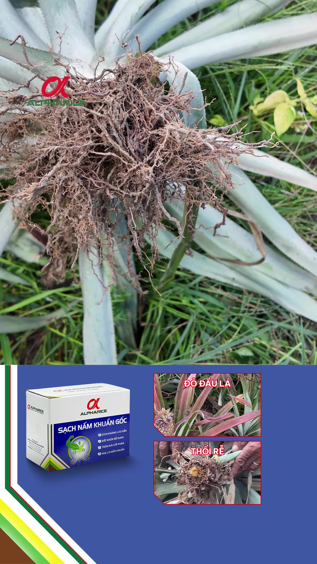 Đừng để lá đỏ, thối rễ làm mất mùa. Giải pháp giúp khóm vững chắc trước dịch bệnh!