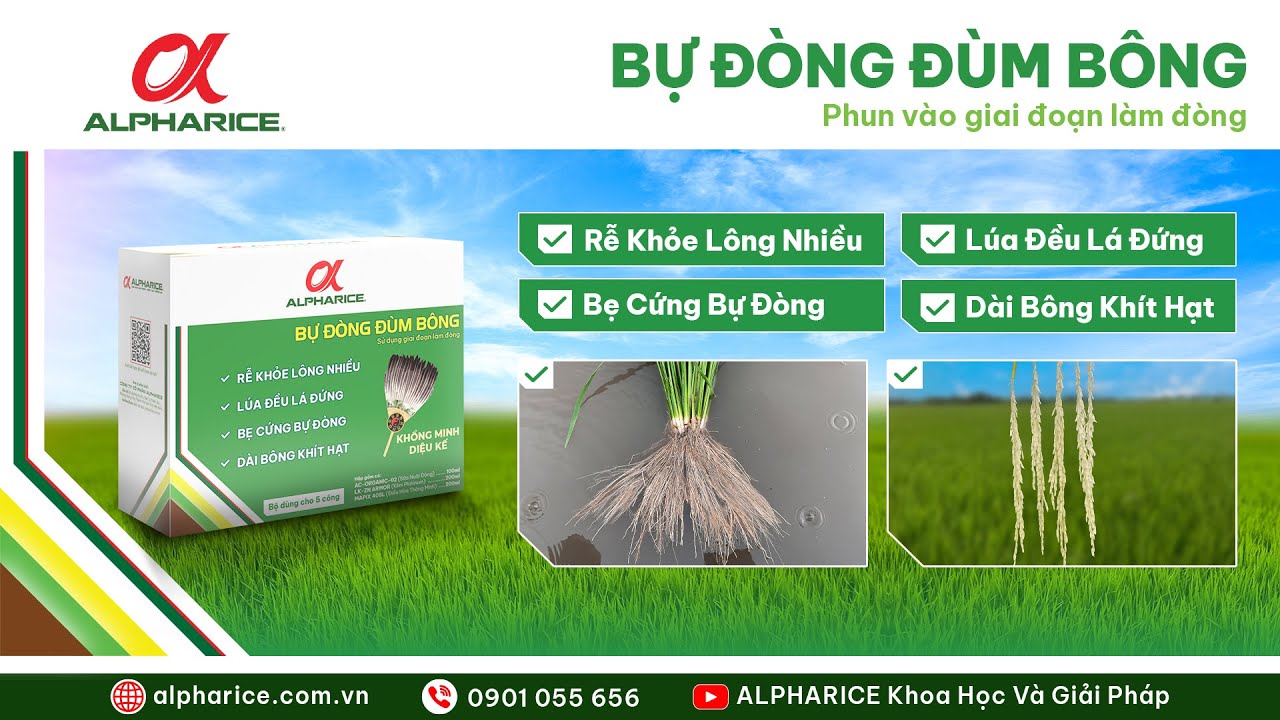 GIẢI PHÁP BỰ ĐÒNG ĐÙM BÔNG GIÚP CÂY LÚA TƯỢNG ĐÒNG THUẬN LỢI, BÔNG DÀI HẠT KHÍT