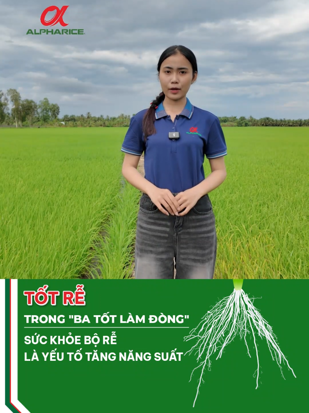 Sức khỏe bộ rễ là yếu tố giúp gia tăng năng suất