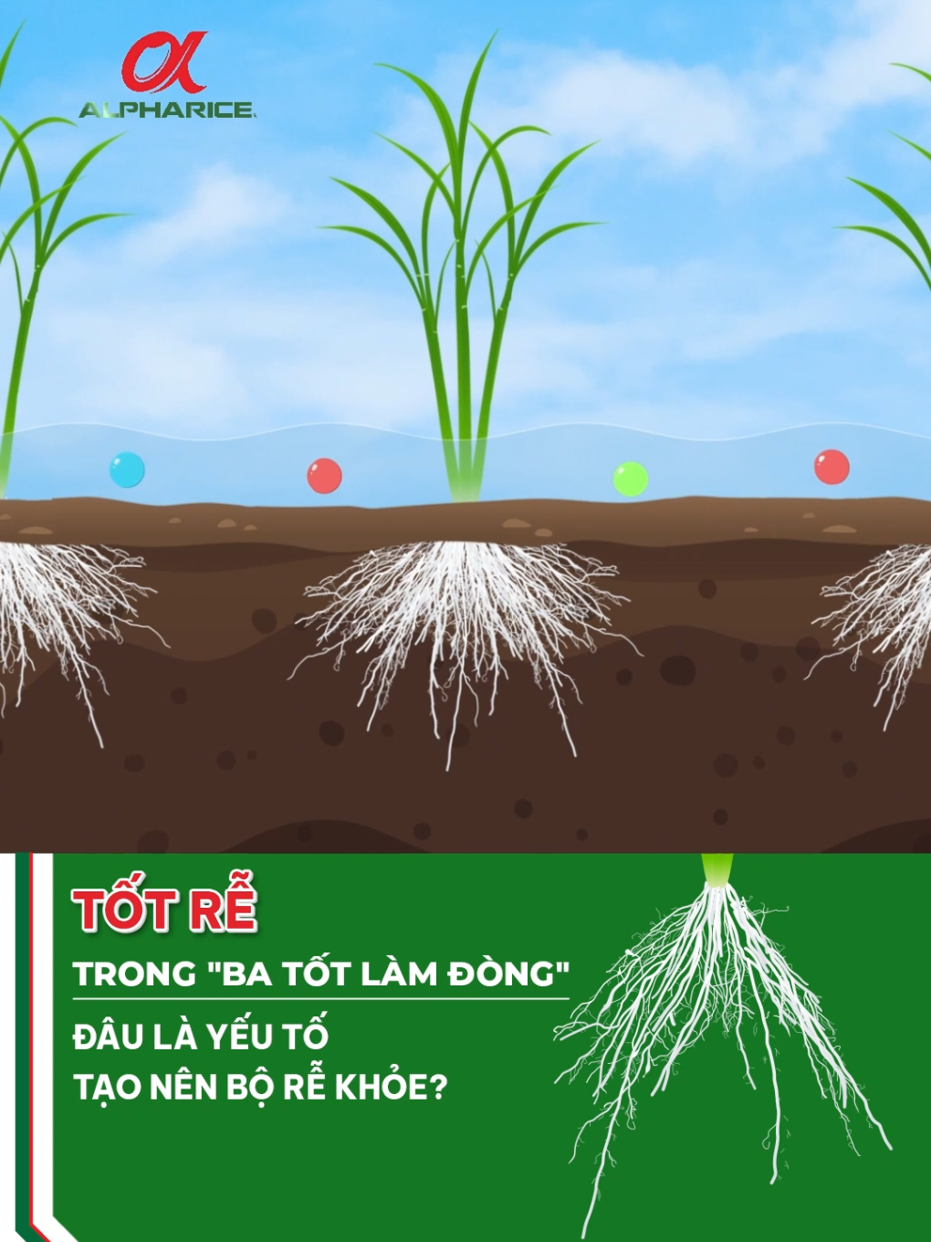 Các yếu tố tạo nên rễ khỏe?