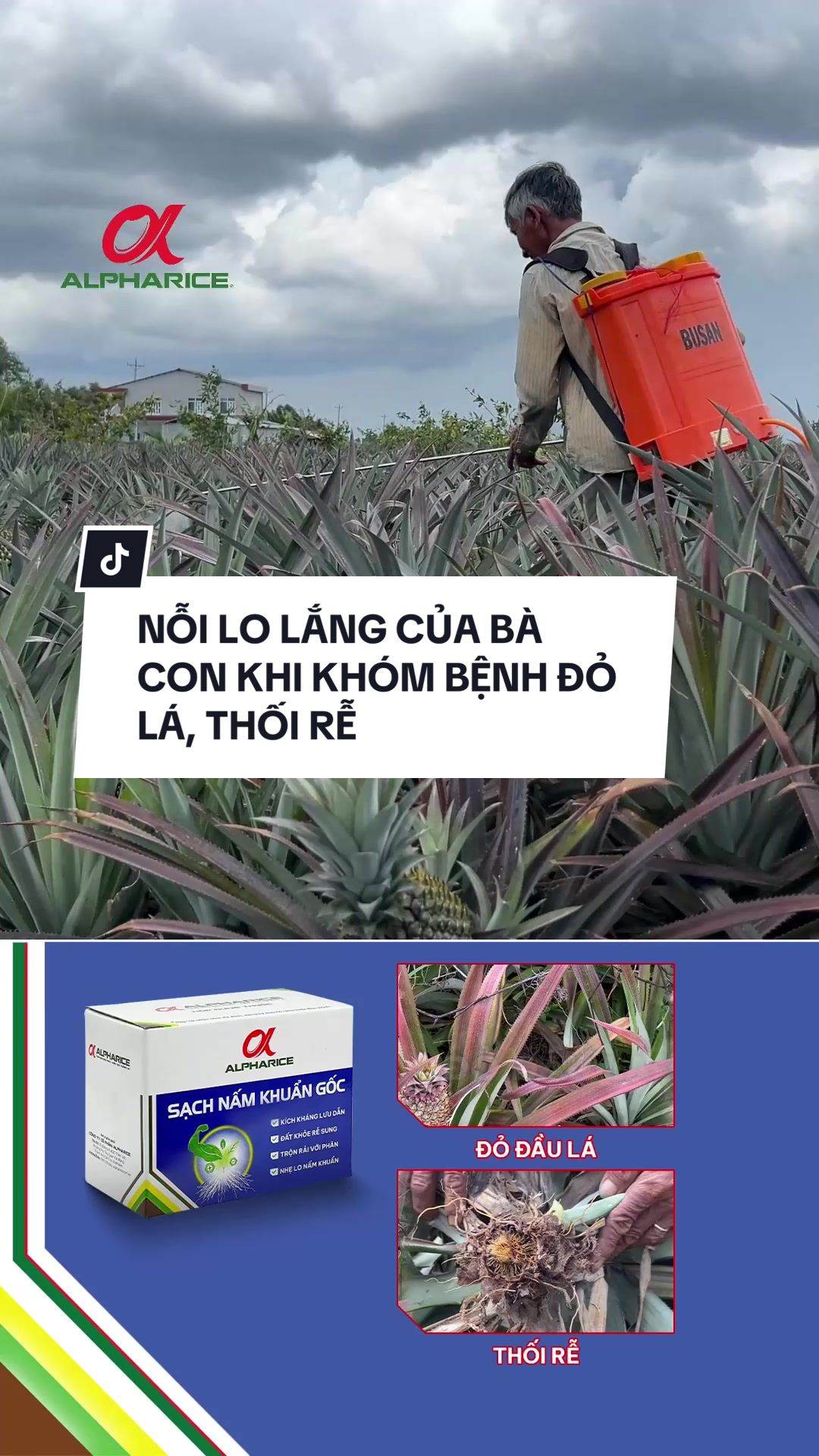 Nỗi lo lắng của bà con khi khóm bệnh đỏ lá, thối rễ
