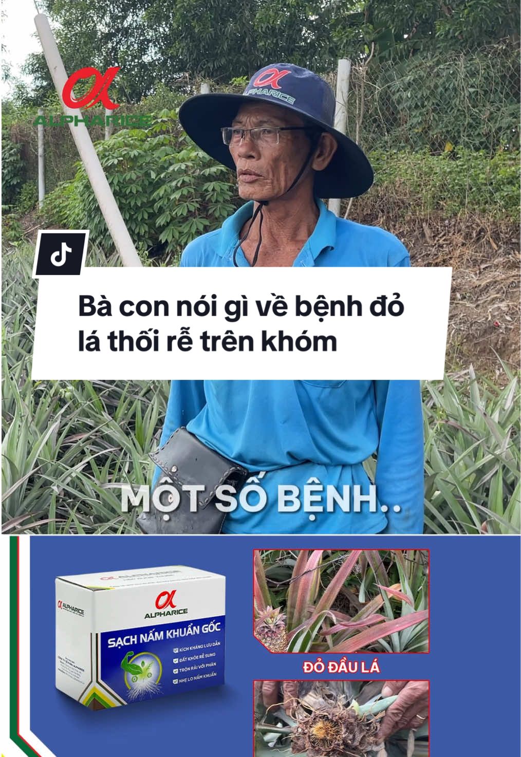 Bà con nói gì về bệnh đỏ lá thối rễ trên khóm🍍