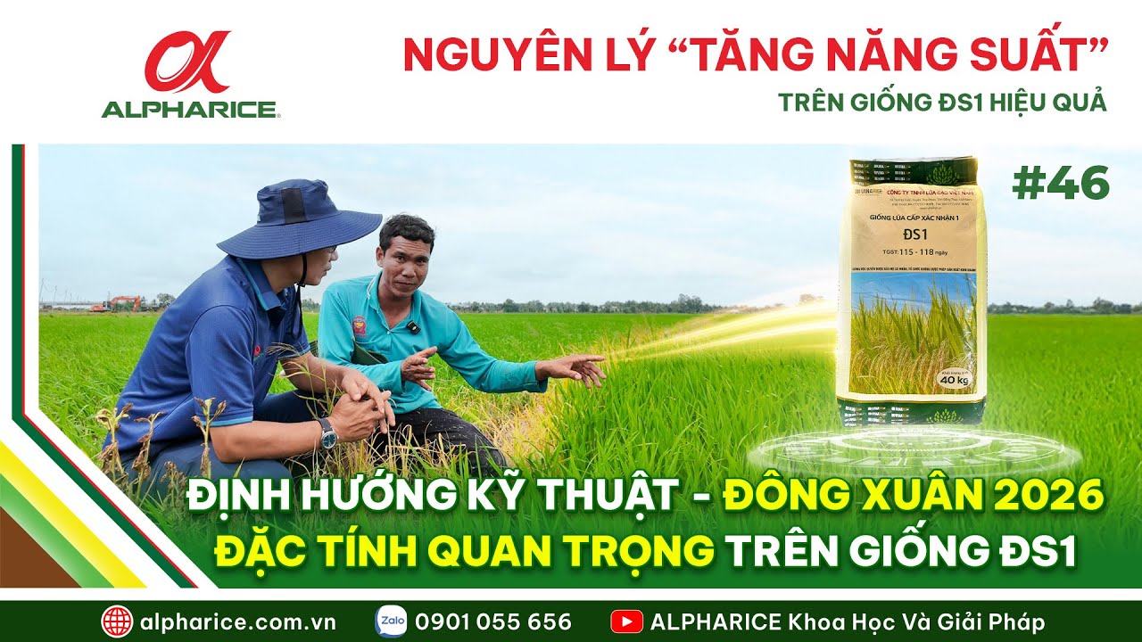 NGUYÊN LÝ TĂNG NĂNG SUẤT ĐS1 VỤ ĐÔNG XUÂN 2026 CẦN LƯU Ý GÌ?