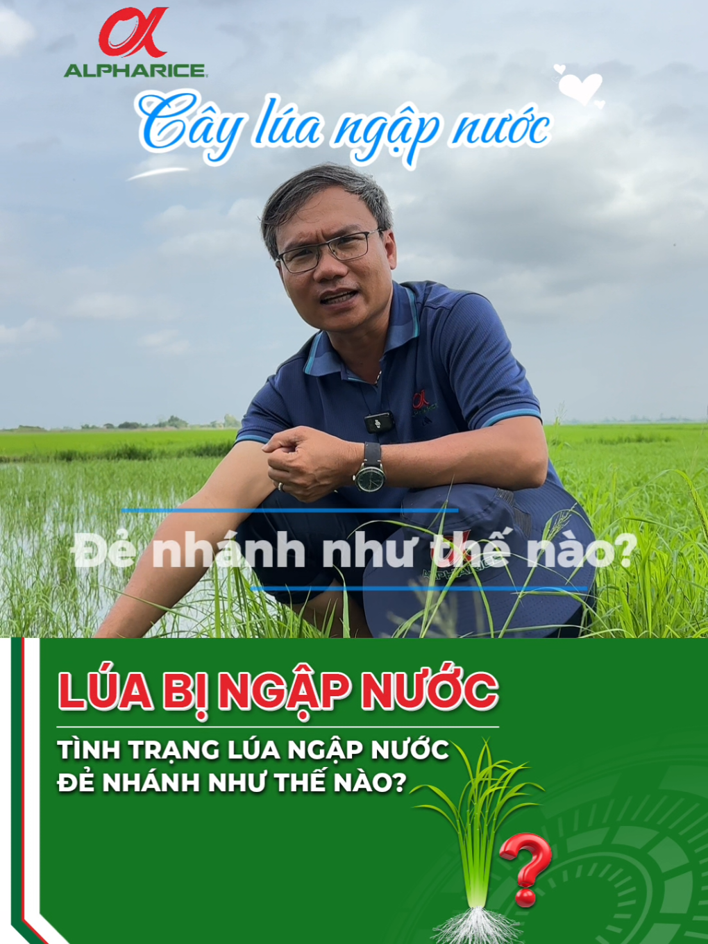 Lúa đẻ nhánh như thế nào khi ruộng ngập nước?