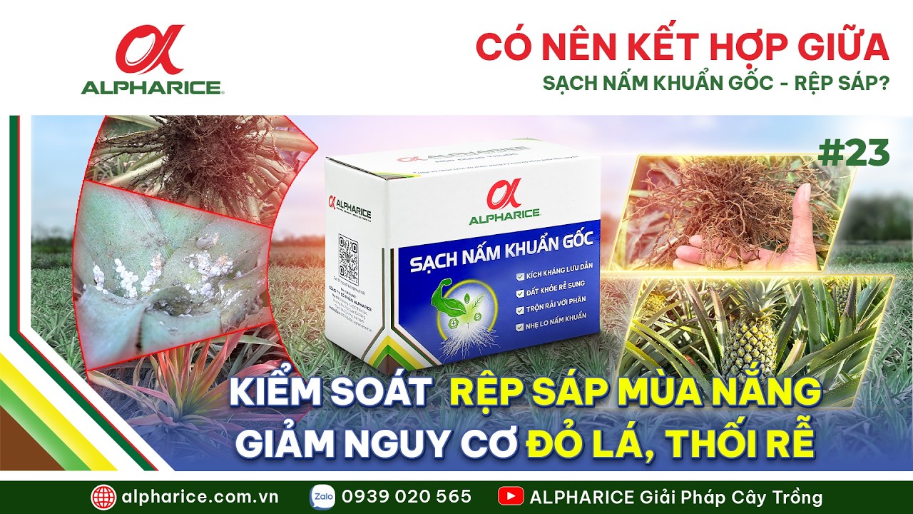 MÙA NẮNG NÓNG RỆP SÁP BÙNG PHÁT – VÌ SAO PHẢI DIỆT RỆP KẾT HỢP XỬ LÝ NẤM GỐC CHO KHÓM?
