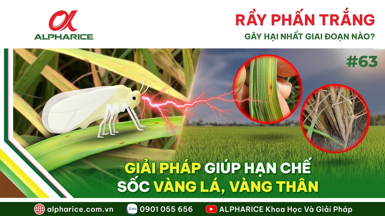RẦY PHẤN TRẮNG GÂY HẠI NHẤT GIAI ĐOẠN NÀO? LÀM SAO ĐỂ HẠN CHẾ HIỆN TƯỢNG SỐC VÀNG LÁ, VÀNG THÂN?
