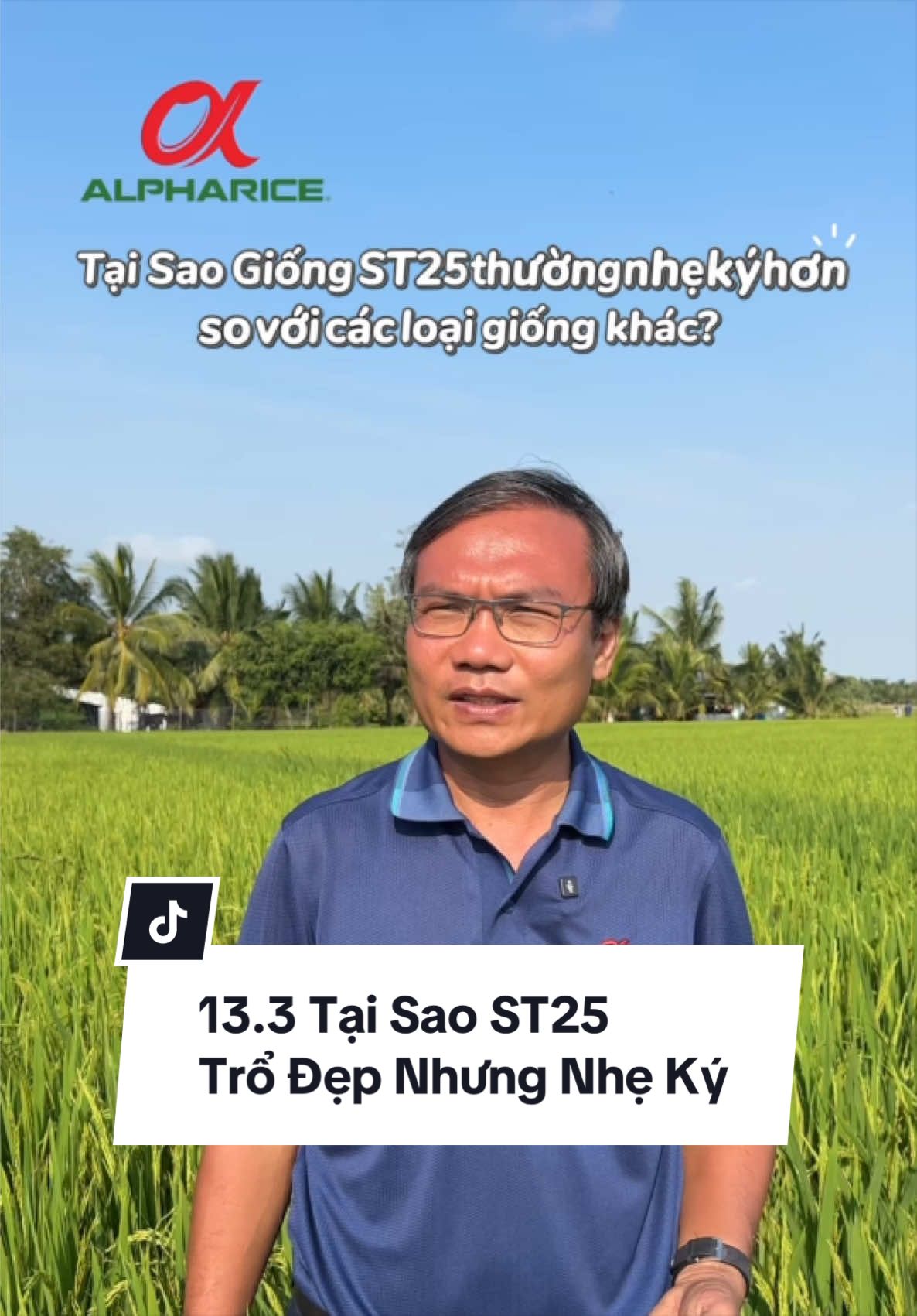 Lúa khi chín màu lá như thế nào là hợp lý?