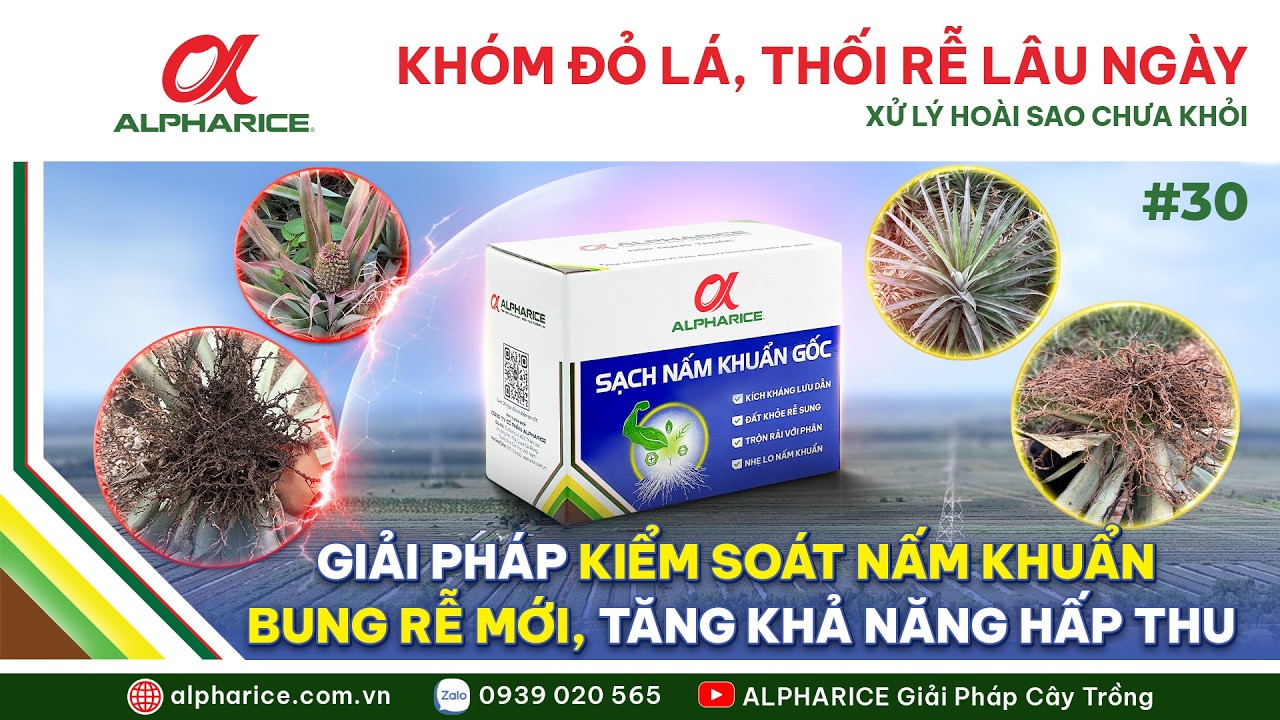GIẢI PHÁP KIỂM SOÁT NẤM KHUẨN GÂY BỆNH ĐỎ LÁ, THỐI RỄ TRÊN CÂY KHÓM