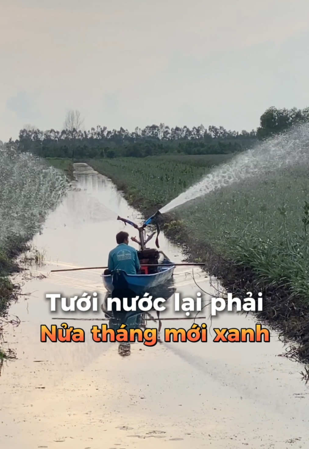 CHĂM KHÓC KHÓM BỆNH ĐỎ LÁ, THỐI RỄ