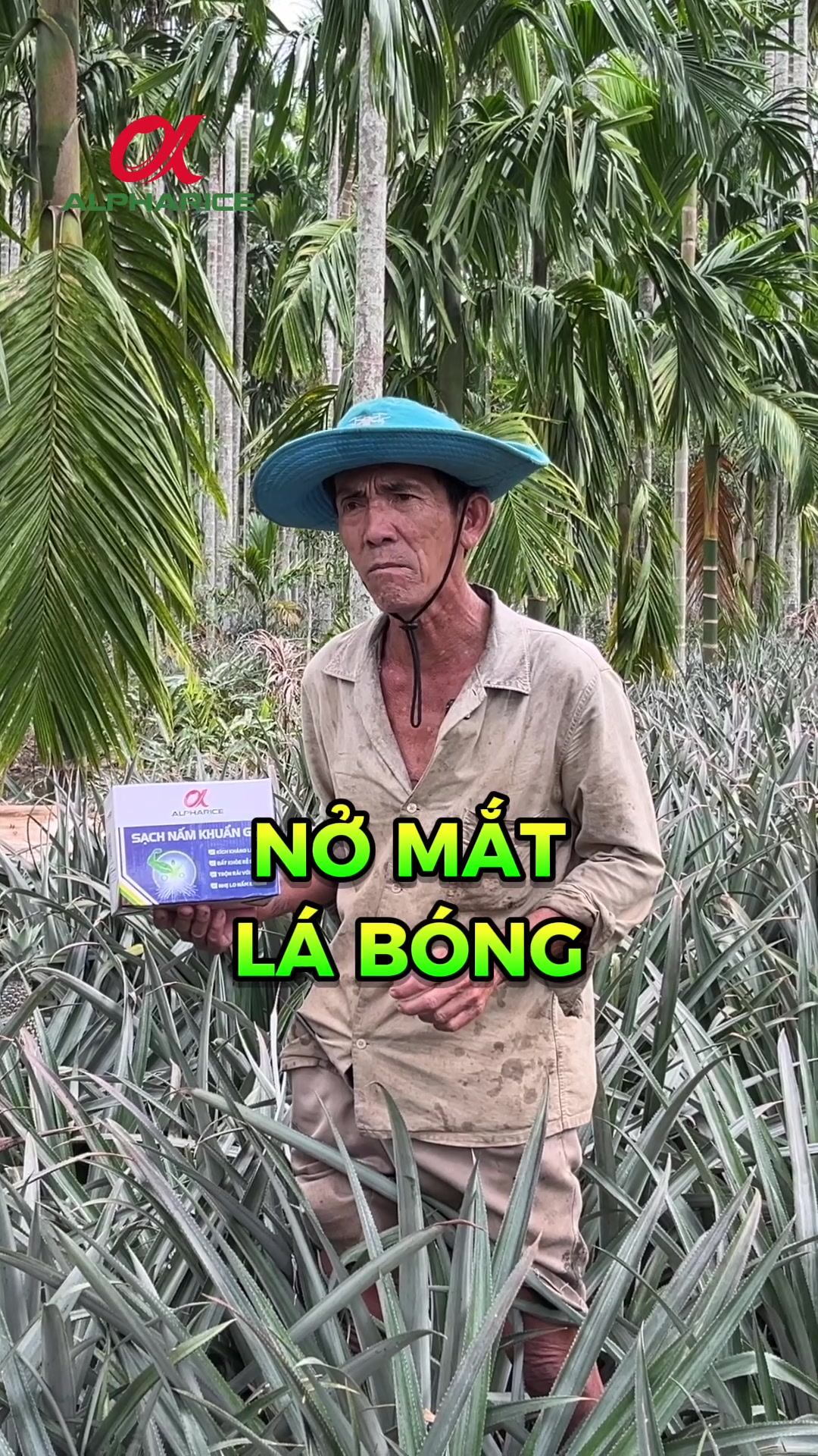 KHÓM BỆNH ĐỎ LÁ, THỐI RỄ VÀ GIẢI PHÁP MÀ NÔNG DÂN CHIA SẺ LÀ GÌ?