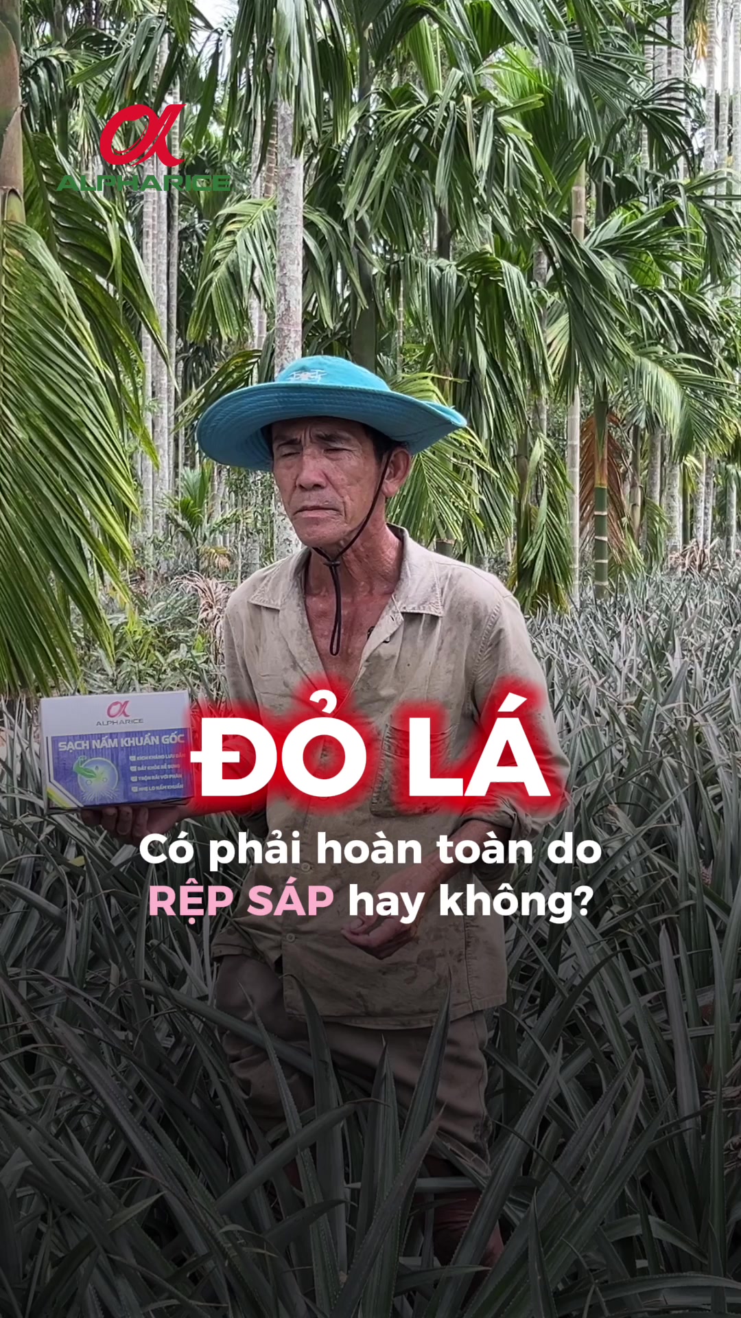 ĐỎ LÁ CÓ PHẢI HOÀN TOÀN DO RỆP SÁP HAY KHÔNG?